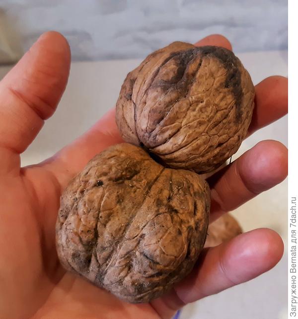 Καρποί Ξηρών Καρπών